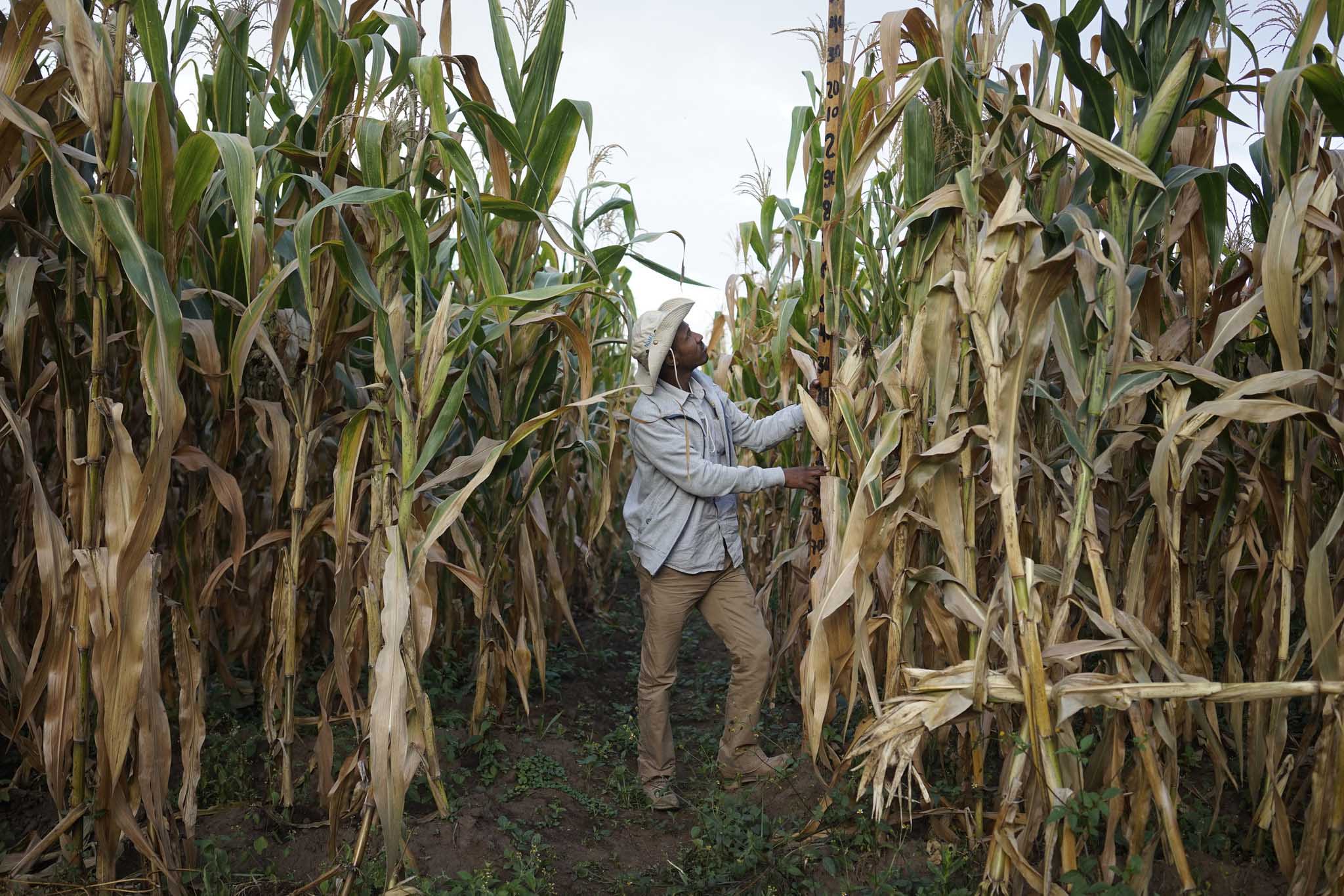 Goshime Muluneh, Director of Hawassa Maize Research Sub-center measuring plant height, Wondo Genet Research Center